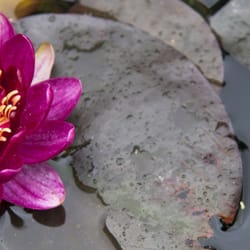 Boma Garden Centre - Water plants at The Boma garden centre in North London