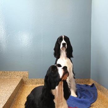 The Barking Dog - Exeter - Our Boarding dogs are offered spacious indoor, climate controlled condos! - Pet Training Near Me - Exeter, New Hampshire