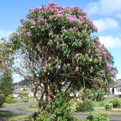 Gourock Park - Gourock Park, Gourock