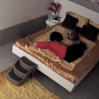 Luxe Pet Hotels - I don't think this is weird at all and Mary asked my permission to cuddle with my dogs at night. The sweetest! Best webcam footage ever - Pet Boarding Near Me - Las Vegas, Nevada