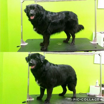 Pooches Playhouse - Grooming at Pooches Playhouse. - Pet Sitting Near Me - Winnipeg, Manitoba Pooches Playhouse - Grooming at Pooches Playhouse. - Pet Sitting Near Me - Winnipeg, Manitoba