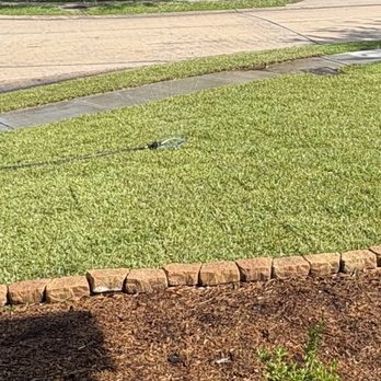 Houston Grass - Raleigh St. Augustine from Houston Grass - Nurseries & Gardening Near Me - Rosharon, Texas