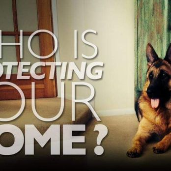 Blue Collar K9s - Pet Training Near Me - Coronado, California Blue Collar K9s - Pet Training Near Me - Coronado, California