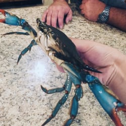 Chester River Seafood