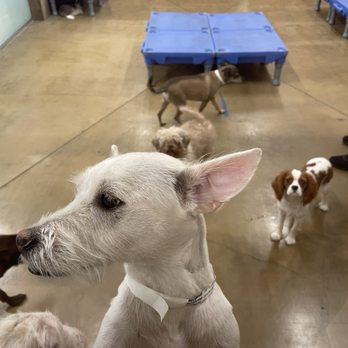 PetSmart - Doggie Day Camp - Pet Groomers Near Me - Northridge, California PetSmart - Doggie Day Camp - Pet Groomers Near Me - Northridge, California