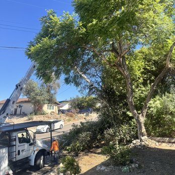 Charles Tree Service - We had a very large Jacaranda tree that had been tagged by the city. They trimmed it up beautifully. - Tree Services Near Me - Lemon Grove, California