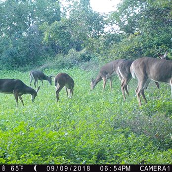 Oregon Farm Center - Deer food plots turned out well. We do soil testing, fertilizer recommendations, along with chemical and fertilizer sales! - Pet Stores Near Me - Oregon, Wisconsin Oregon Farm Center - Deer food plots turned out well. We do soil testing, fertilizer recommendations, along with chemical and fertilizer sales! - Pet Stores Near Me - Oregon, Wisconsin