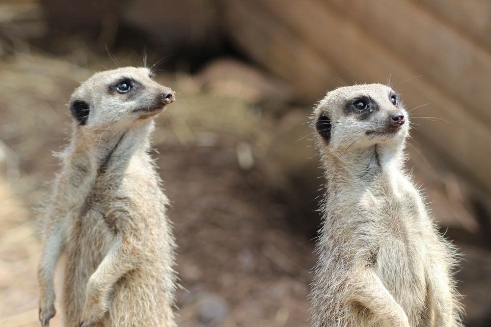 HOO FARM ANIMAL KINGDOM Updated October 2024 69 Photos Hoo Farm, Telford, United Kingdom