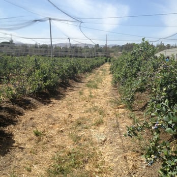 Underwood Farm Market - Fruits & Veggies Near Me - Somis, California Underwood Farm Market - Fruits & Veggies Near Me - Somis, California