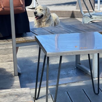 Cat & Cloud Coffee - This pup is even drooling over this place - Coffee Roasteries Near Me - Santa Cruz, California Cat & Cloud Coffee - This pup is even drooling over this place - Coffee Roasteries Near Me - Santa Cruz, California