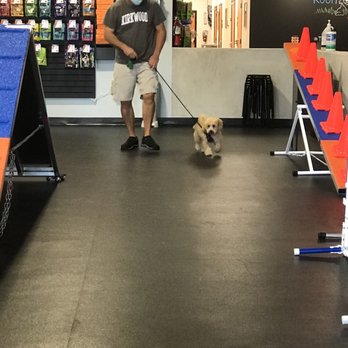 Zoom Room Dog Training - Learning loose leash walking - Pet Training Near Me - Winter Park, Florida Zoom Room Dog Training - Learning loose leash walking - Pet Training Near Me - Winter Park, Florida