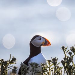 Catch of the day - Puffin