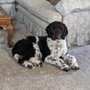 Photo of Lemos Feed & Pet Supply