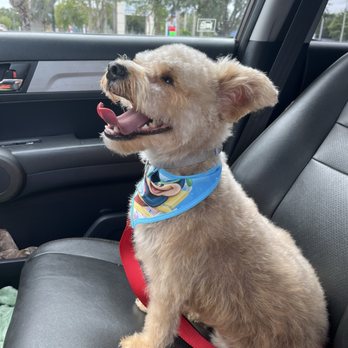 Dog's Secret - Rudy - Pet Groomers Near Me - Ocoee, Florida Dog's Secret - Rudy - Pet Groomers Near Me - Ocoee, Florida