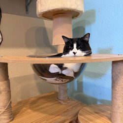 El Jefe Cat Lounge