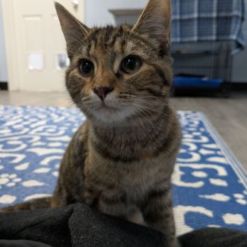 Eugene Springfield Cat Lounge - Cats! - A young tabby cat with a coat featuring dark and light brown stripes and markings is sitting on a blue and white patterned rug. The cat has large, round eyes and pointed ears, and appears to be looking attentively at something. The background shows a room with a closed door, a shelf, and furniture, indicating an indoor setting. - Pet Adoption Near Me - Springfield, Oregon