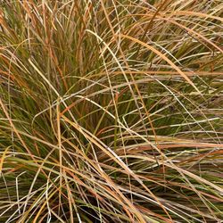 Connie Hansen Garden Conservancy - Autumn grasses