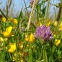 Photo of Harcourt Arboretum