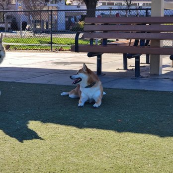 Central Park Dog Park - Exhausted! - Dog Parks Near Me - Fremont, California Central Park Dog Park - Exhausted! - Dog Parks Near Me - Fremont, California