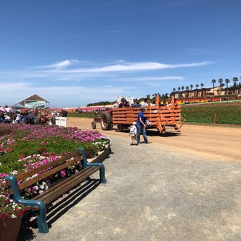 The Flower Fields - Venues & Event Spaces Near Me - Carlsbad, California