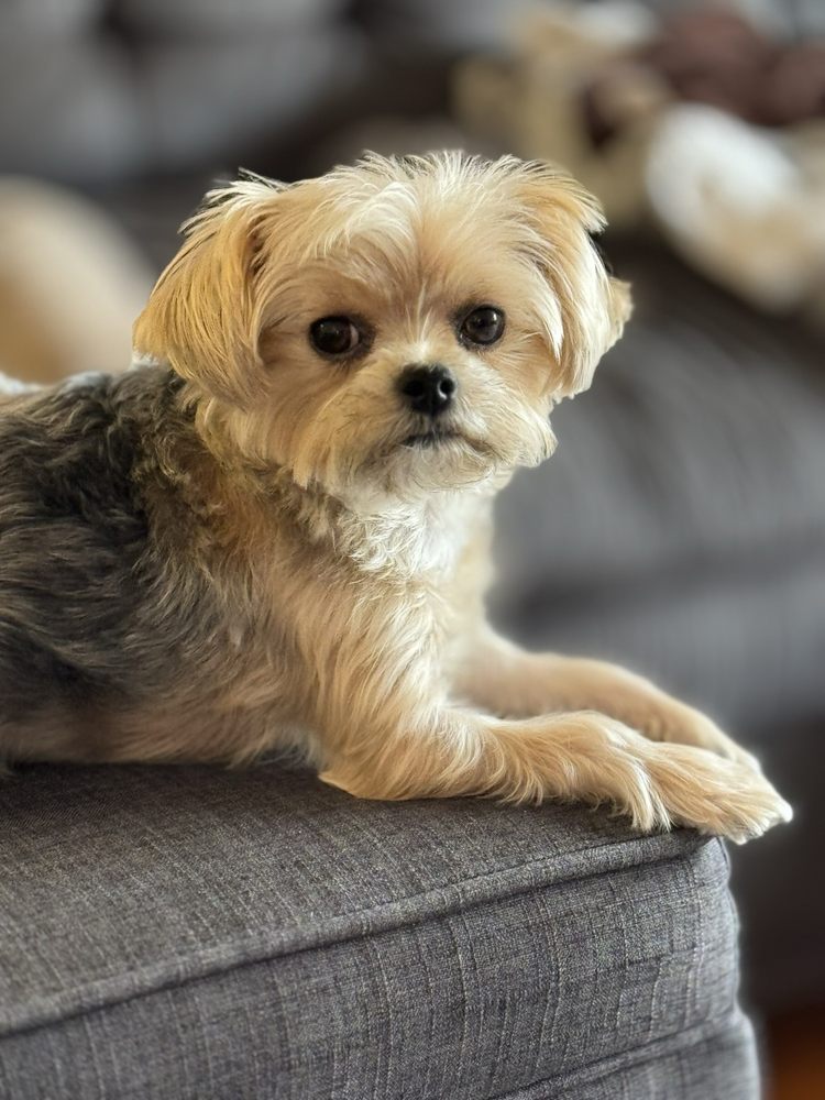 Oak Brook Kennel Club - pet boarding facility in Oak Brook, IL