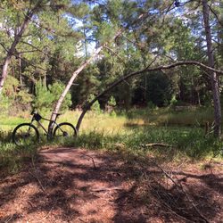 Markham Road Trail - Terrain