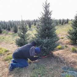 Blue Ridge Christmas Tree Farm
