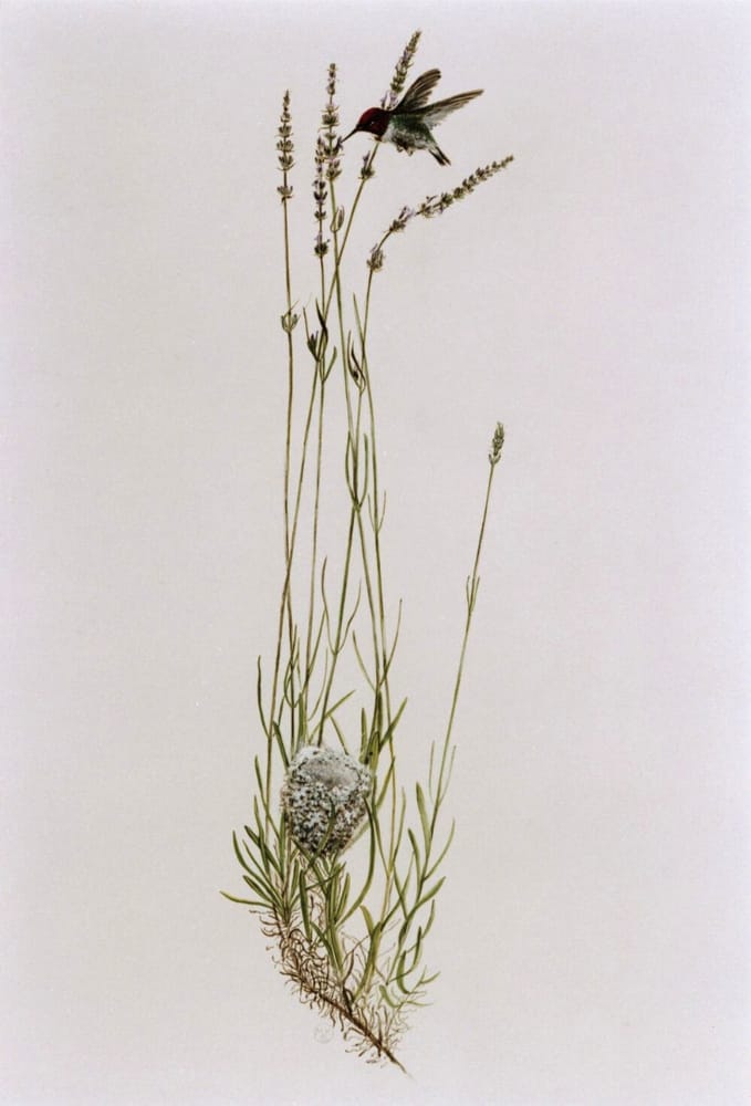Bonny Doon Farm English Lavender Logo