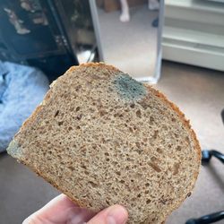 Hannaford Food and Drug - moldy bread, even though it is not expired.