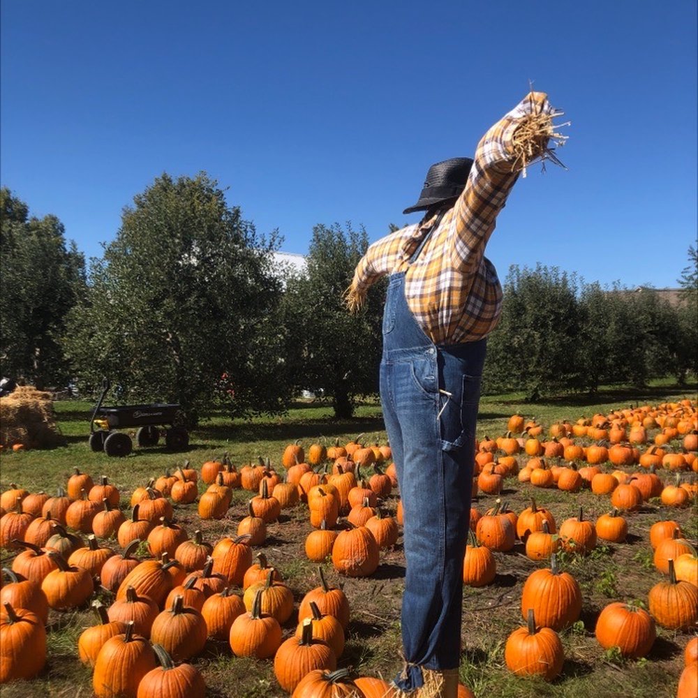 Adrian Orchards - Scarecrow guarding the patch - Fruits & Veggies Near Me - Indianapolis, Indiana Adrian Orchards - Scarecrow guarding the patch - Fruits & Veggies Near Me - Indianapolis, Indiana
