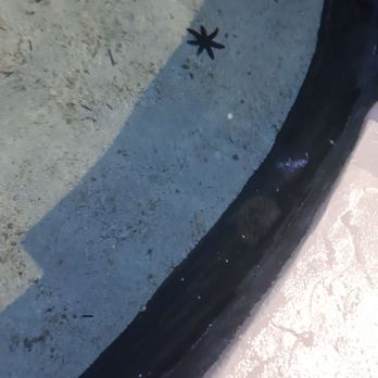 Living Shores Aquarium - Sea urchin - Aquariums Near Me - Glen, New Hampshire