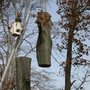 Photo of Timberline Tree Service