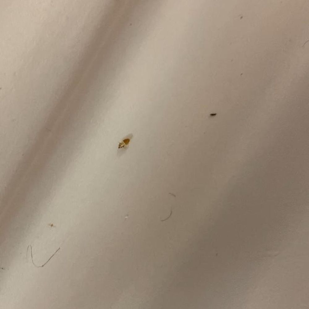 Hampton Inn Lima - Bed Bugs and Pubes - Hotels Near Me - Lima, Ohio