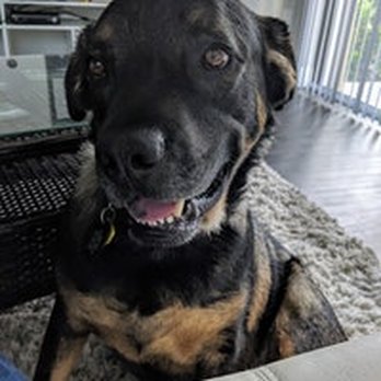 Big Dog Ranch Rescue - Mattis a few months after adoption. He's settling in to his new home. - Animal Shelters Near Me - Loxahatchee, Florida Big Dog Ranch Rescue - Mattis a few months after adoption. He's settling in to his new home. - Animal Shelters Near Me - Loxahatchee, Florida