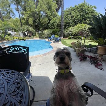 Amazing Dogs Rescue - Penny - Pet Adoption Near Me - San Diego, California Amazing Dogs Rescue - Penny - Pet Adoption Near Me - San Diego, California