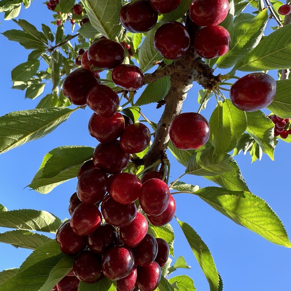 Cherry Time - Tioga Cherries - Pick Your Own Farms Near Me - Brentwood, California