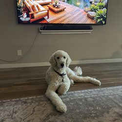 Give the Dog a Bone - Winston