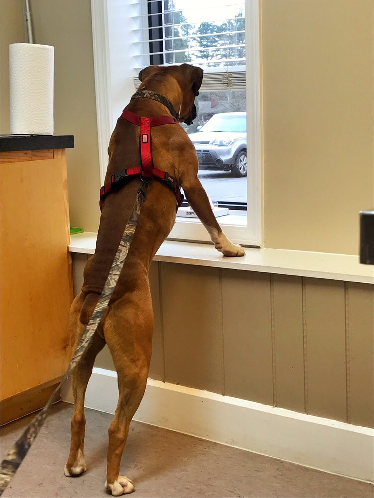 NORTH DAVIDSON VETERINARY HOSPITAL 11 Photos & 30 Reviews 5042 Old