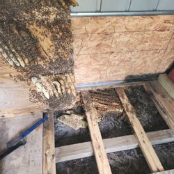 CL Best Honey Bees - Bees under our shed floor.