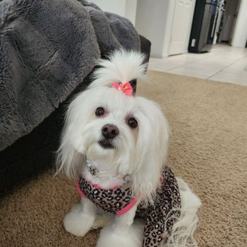 Oh My Dog! Grooming - Pearls and Ponytails! - Pet Groomers Near Me - Murrieta, California Oh My Dog! Grooming - Pearls and Ponytails! - Pet Groomers Near Me - Murrieta, California