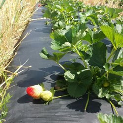 Strawberries grow out from covered rows. This is the cleanest strawberry patch I've ever seen.