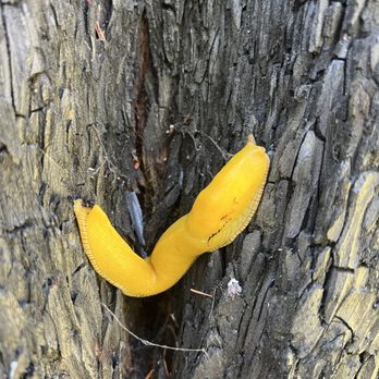 Big Basin Redwoods State Park - Banana slugs are still here. - Parks Near Me - Boulder Creek, California