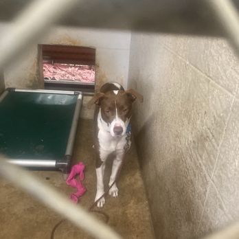 Austin Pets Alive! - Pink Panthress - 1 Year old Retriever, Chocolate Labrador - Animal Shelters Near Me - Austin, Texas