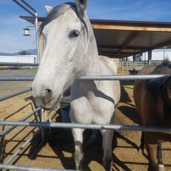 Rancho Vet Tack Feed & Supply - Livestock Feed & Supply Near Me - Hemet, California Rancho Vet Tack Feed & Supply - Livestock Feed & Supply Near Me - Hemet, California