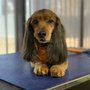 Photo of Spunky Puppy Grooming