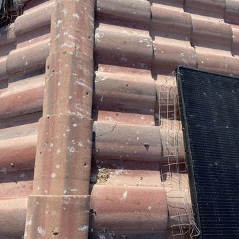 Williams Pest Control - More bird droppings and netting post completion - Pest Control Near Me - Las Vegas, Nevada