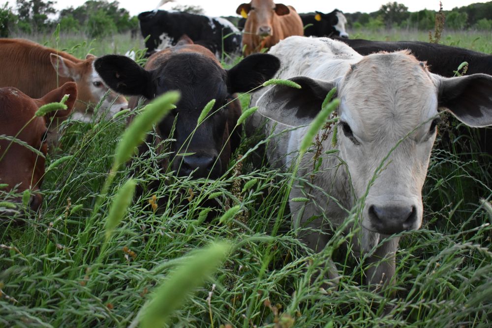 HACKBERRY HILL RANCH 13740 SW County Rd 2305, Wortham, Texas