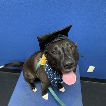 All Stage Canine Development - Graduation day - Pet Training Near Me - Citrus Heights, California All Stage Canine Development - Graduation day - Pet Training Near Me - Citrus Heights, California
