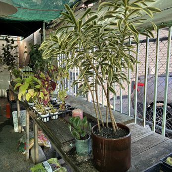 Echo Garden - Songs of India Tree and 10" Brown Cylinder Pot - Nurseries & Gardening Near Me - Los Angeles, California Echo Garden - Songs of India Tree and 10" Brown Cylinder Pot - Nurseries & Gardening Near Me - Los Angeles, California