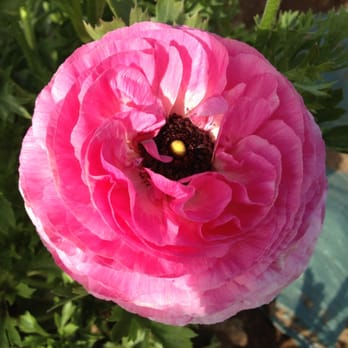 The Flower Fields - Venues & Event Spaces Near Me - Carlsbad, California
